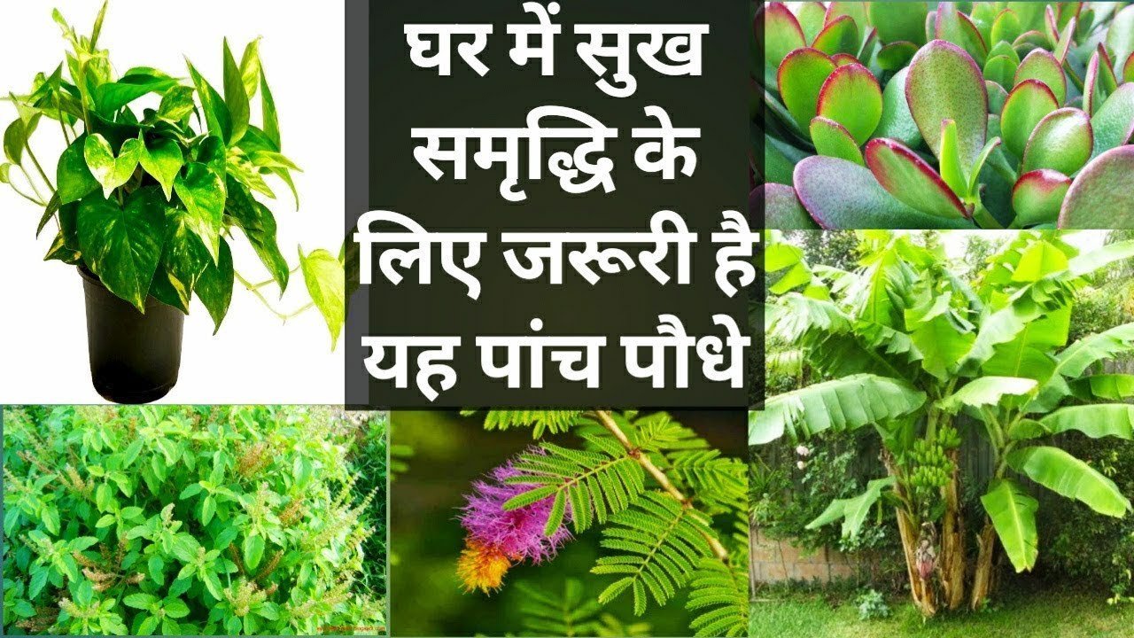 वास्तु के अनुसार घर में लगाए ये पौधे,मिलेगी सुख-समृद्धि