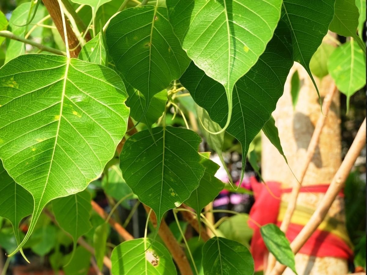 पितृ पक्ष में करें इस पेड़ की पुजा