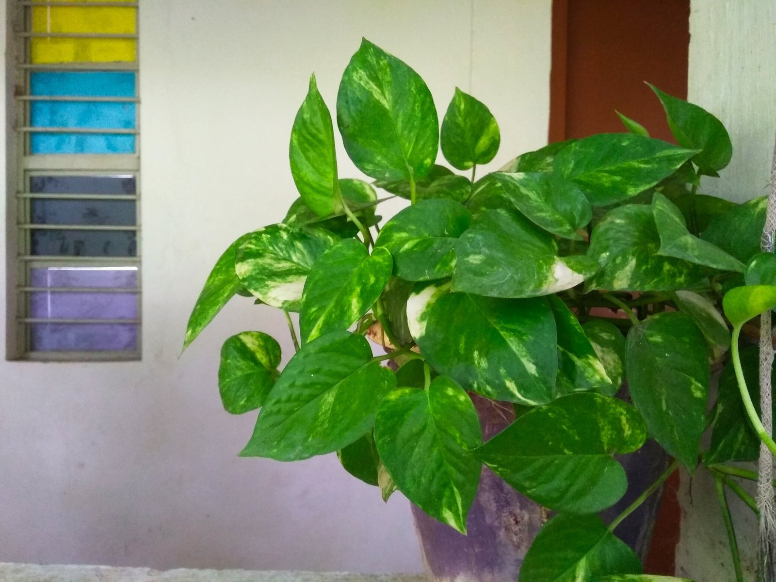 आर्थिक सुख-समृद्धि के लिए घर में लगाए मनी प्लांट का पौधा…
