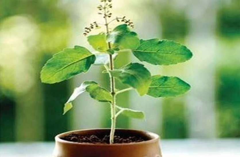 आर्थिक तंगी करना है दूर ? तो करें तुलसी का ये उपाय…