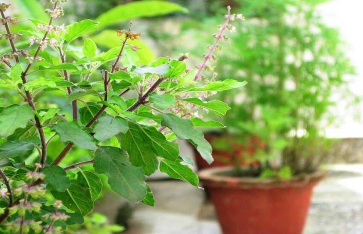 घर में यहाँ लगाए तुलसी के पौधे,होगी धन की बारिश