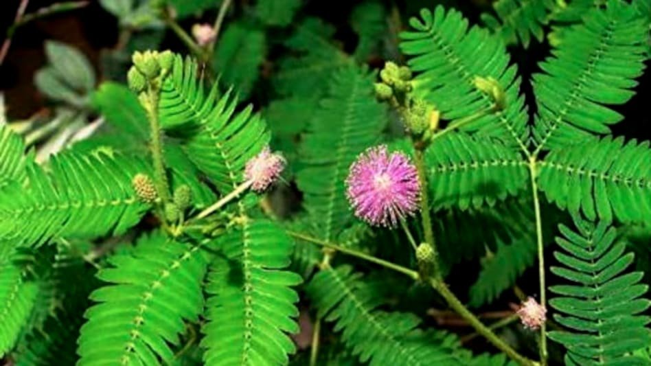 घर की सुख-समृद्धि के लिए लगाए ये पौधा