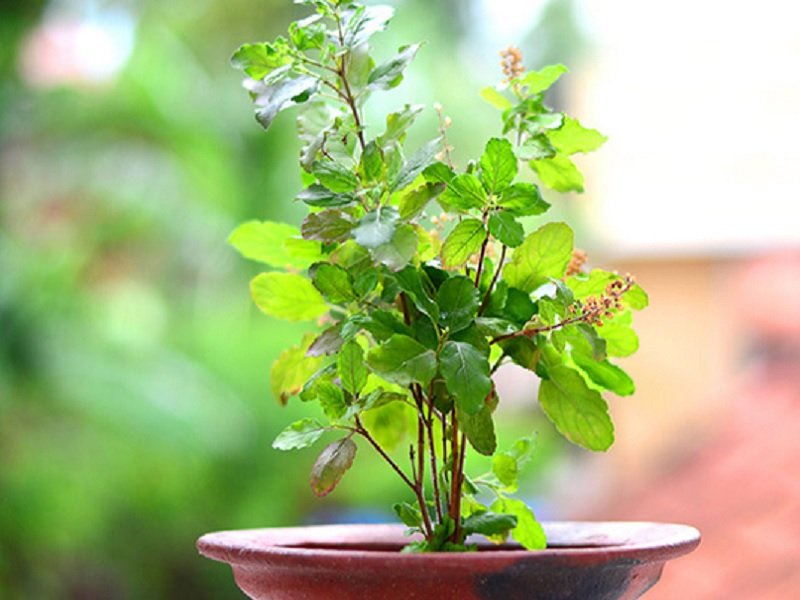 घर का वास्तु दोष दूर करने के लिए घर में लगाए तुलसी का पौधा
