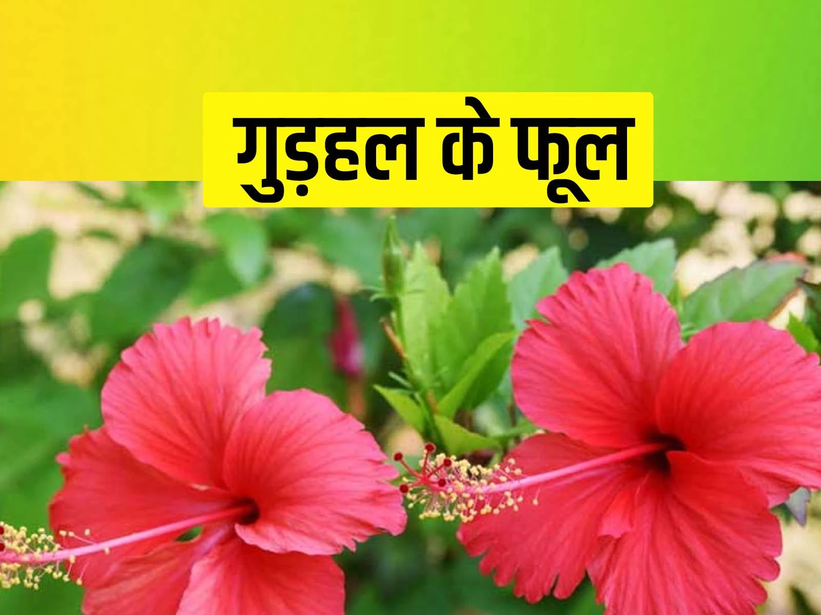 बेहद चमत्कारी है ये गुड़हल का फूल,कई परेशानियों को दूर कर सकता है