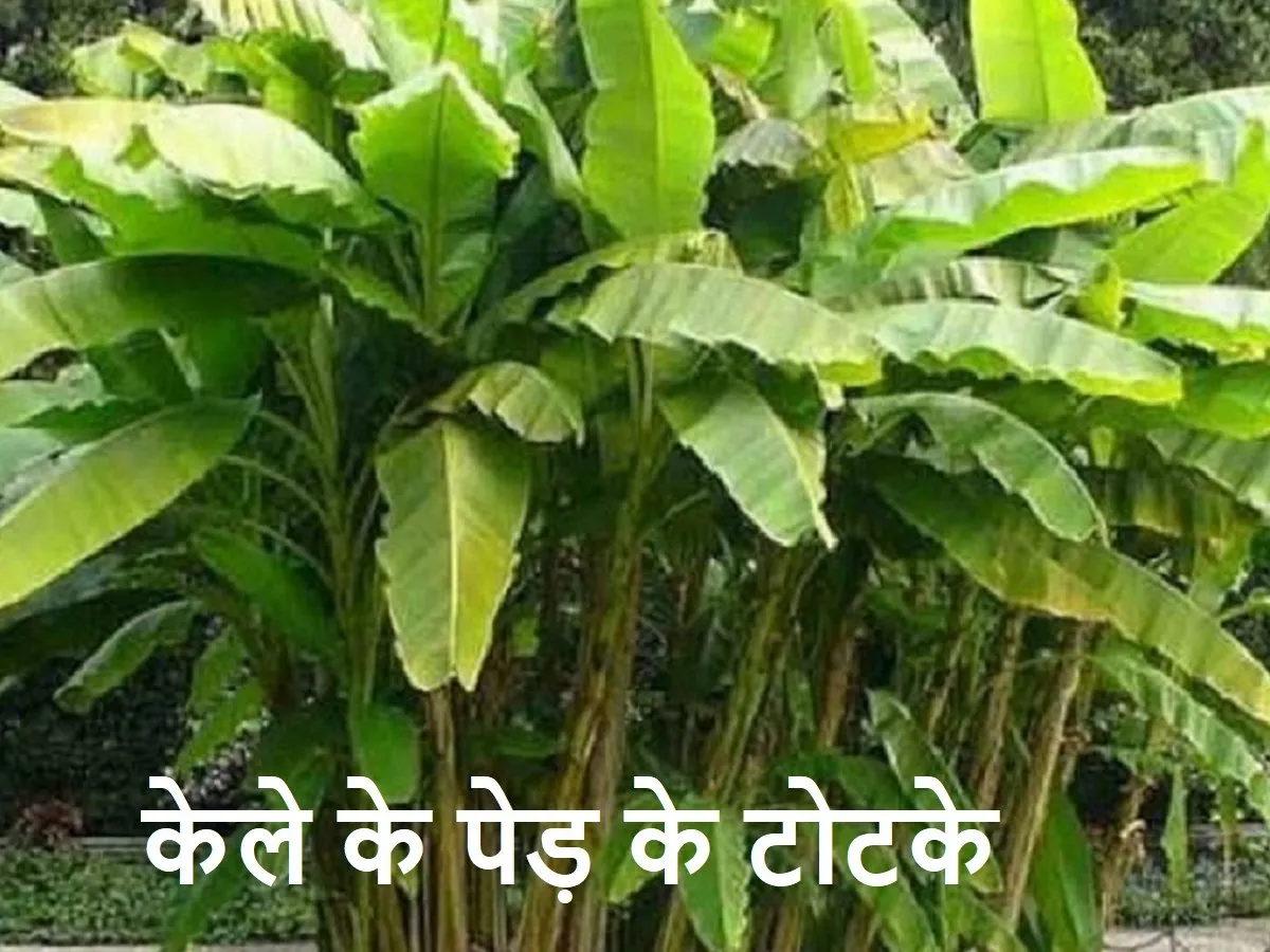 नहीं होगी पैसो की तंगी,करें ये केले के उपाय