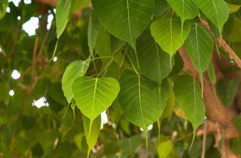 पीपल के पत्ते से करें ये उपाय, होगी आर्थिक तंगी दूर…