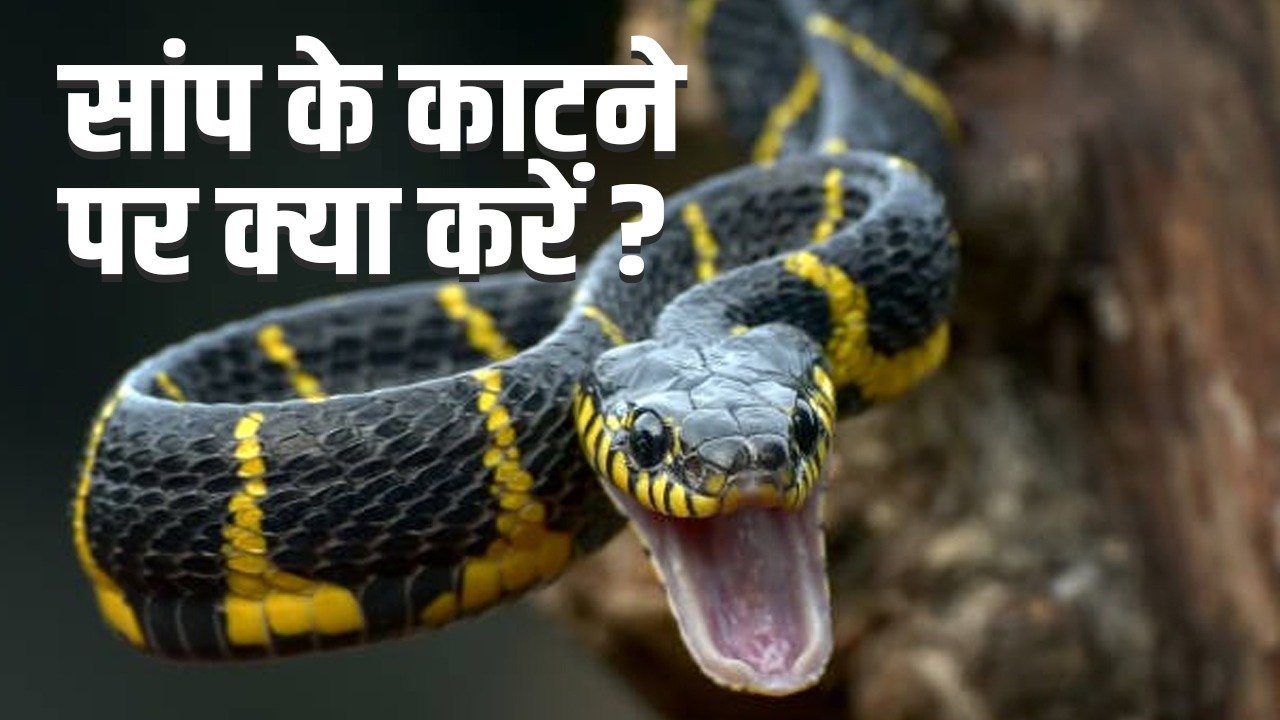 साँप ने काट लिया? घबराने से पहले जान लें ये जरूरी बातें…!