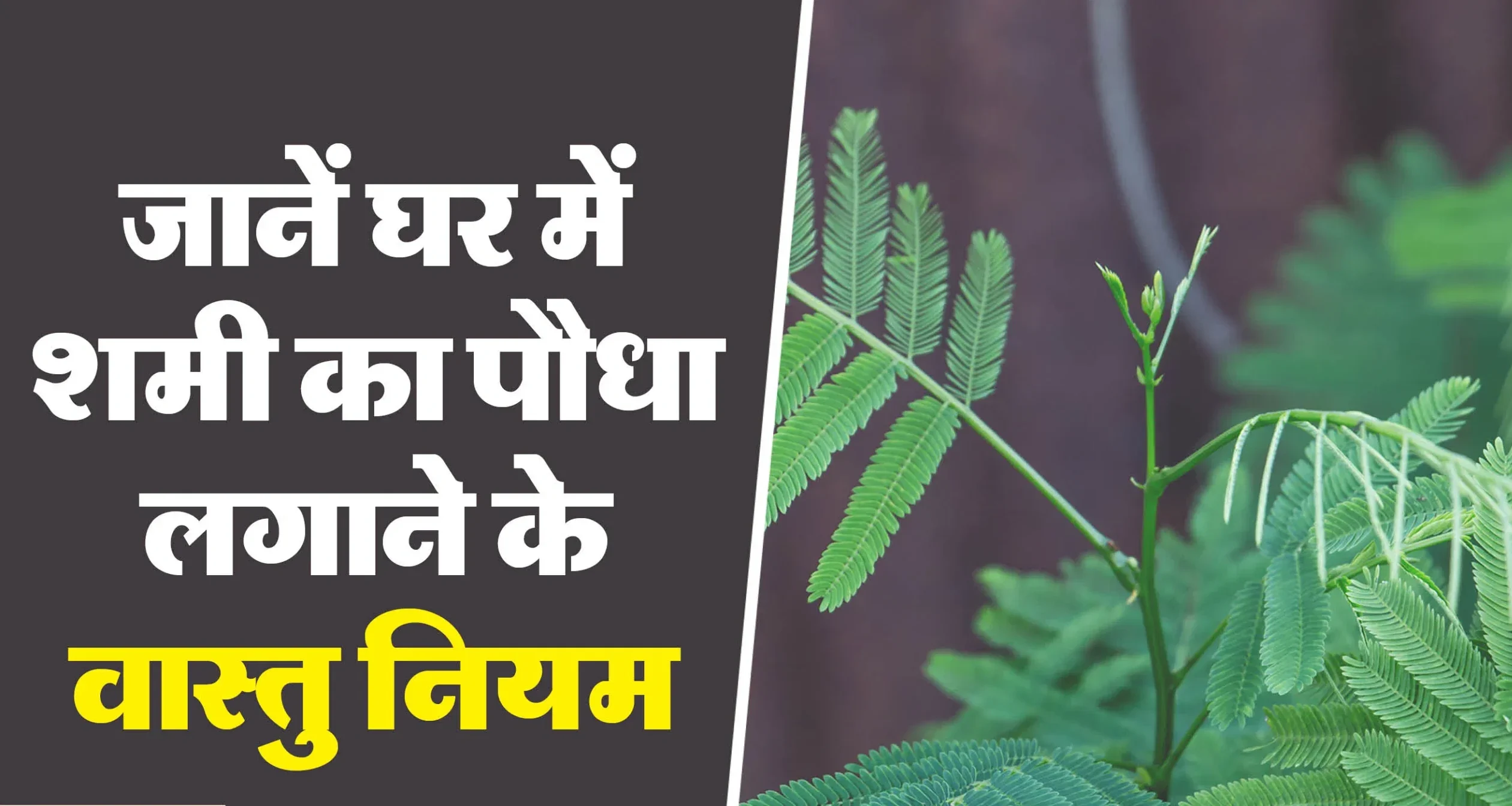 जाने घर मे शमी का पौधा लगाने के सही वास्तु नियम ?