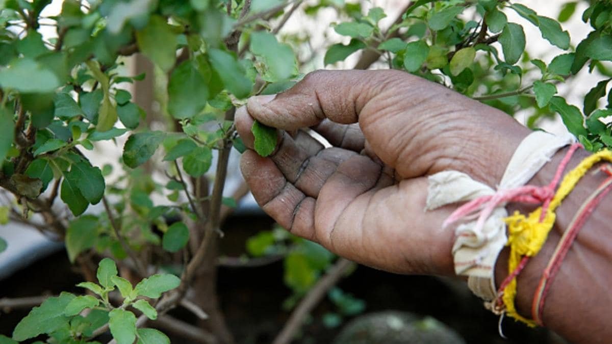 वास्तु शास्त्र के अनुसार तुलसी का पत्ता कब नहीं तोड़ना चाहिए ?